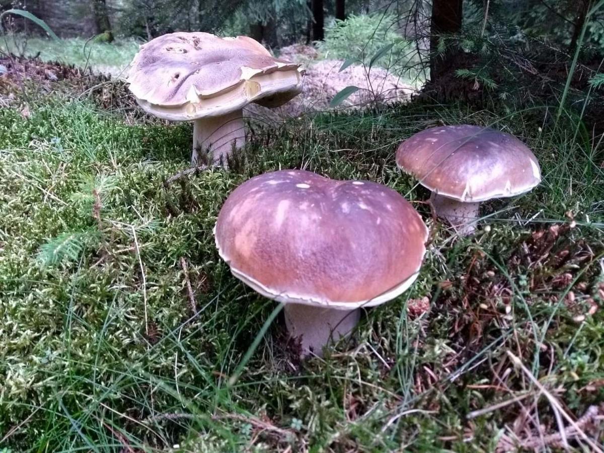 Chalupa Medenecka Kovářská Buitenkant foto